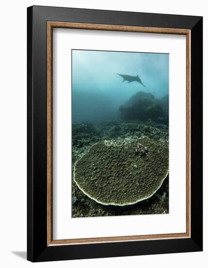 A Manta Ray Swimming Through a Current-Swept Channel in Indonesia-Stocktrek Images-Framed Photographic Print