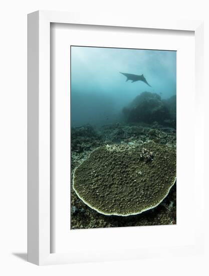 A Manta Ray Swimming Through a Current-Swept Channel in Indonesia-Stocktrek Images-Framed Photographic Print