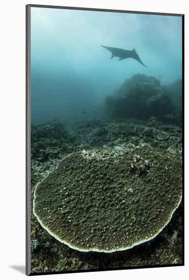 A Manta Ray Swimming Through a Current-Swept Channel in Indonesia-Stocktrek Images-Mounted Photographic Print