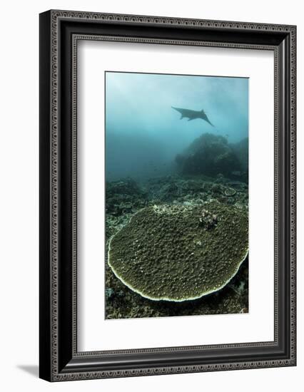 A Manta Ray Swimming Through a Current-Swept Channel in Indonesia-Stocktrek Images-Framed Photographic Print