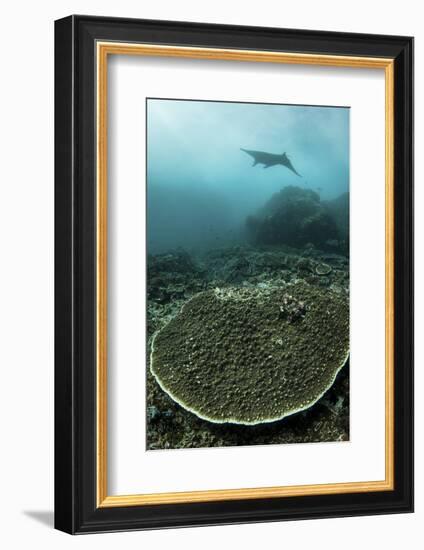 A Manta Ray Swimming Through a Current-Swept Channel in Indonesia-Stocktrek Images-Framed Photographic Print