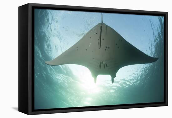 A Manta Ray Swims into the Sun in the Tropical Pacific Ocean-Stocktrek Images-Framed Premier Image Canvas