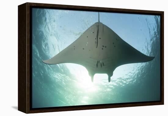 A Manta Ray Swims into the Sun in the Tropical Pacific Ocean-Stocktrek Images-Framed Premier Image Canvas