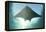 A Manta Ray Swims into the Sun in the Tropical Pacific Ocean-Stocktrek Images-Framed Premier Image Canvas