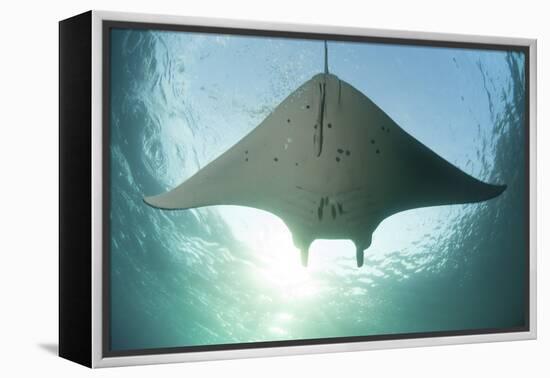 A Manta Ray Swims into the Sun in the Tropical Pacific Ocean-Stocktrek Images-Framed Premier Image Canvas