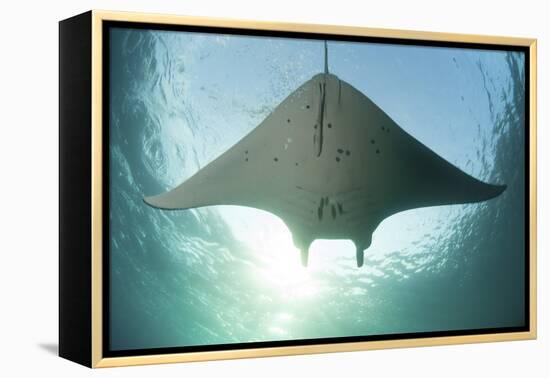 A Manta Ray Swims into the Sun in the Tropical Pacific Ocean-Stocktrek Images-Framed Premier Image Canvas