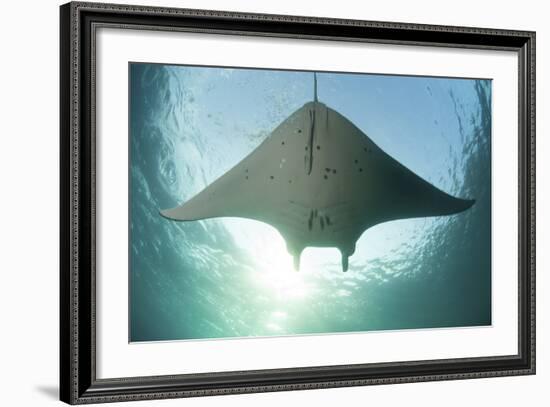 A Manta Ray Swims into the Sun in the Tropical Pacific Ocean-Stocktrek Images-Framed Photographic Print