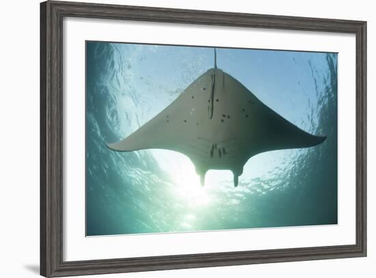 A Manta Ray Swims into the Sun in the Tropical Pacific Ocean-Stocktrek Images-Framed Photographic Print