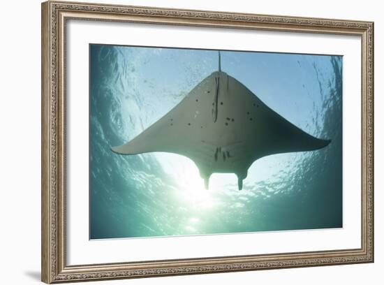 A Manta Ray Swims into the Sun in the Tropical Pacific Ocean-Stocktrek Images-Framed Photographic Print