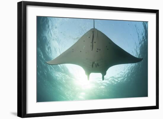 A Manta Ray Swims into the Sun in the Tropical Pacific Ocean-Stocktrek Images-Framed Photographic Print