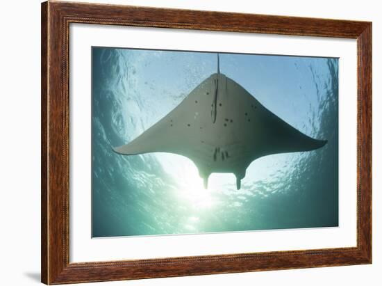 A Manta Ray Swims into the Sun in the Tropical Pacific Ocean-Stocktrek Images-Framed Photographic Print