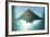 A Manta Ray Swims into the Sun in the Tropical Pacific Ocean-Stocktrek Images-Framed Photographic Print