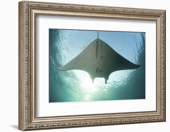 A Manta Ray Swims into the Sun in the Tropical Pacific Ocean-Stocktrek Images-Framed Photographic Print