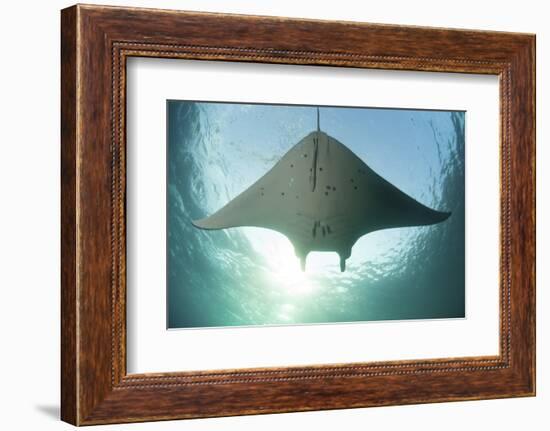 A Manta Ray Swims into the Sun in the Tropical Pacific Ocean-Stocktrek Images-Framed Photographic Print