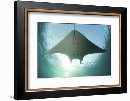 A Manta Ray Swims into the Sun in the Tropical Pacific Ocean-Stocktrek Images-Framed Photographic Print