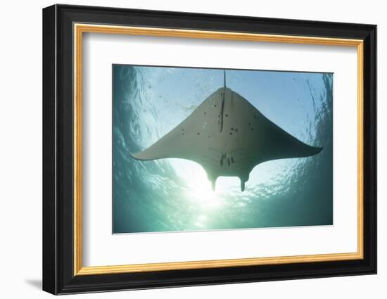 A Manta Ray Swims into the Sun in the Tropical Pacific Ocean-Stocktrek Images-Framed Photographic Print