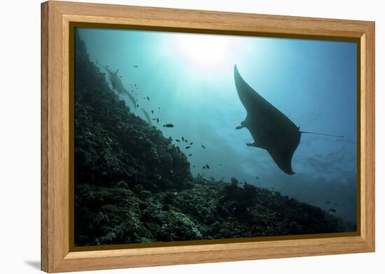 A Manta Ray Swims Through a Current-Swept Channel in Indonesia-Stocktrek Images-Framed Premier Image Canvas
