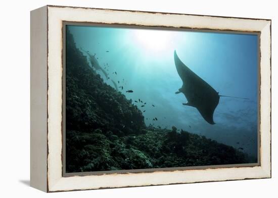 A Manta Ray Swims Through a Current-Swept Channel in Indonesia-Stocktrek Images-Framed Premier Image Canvas