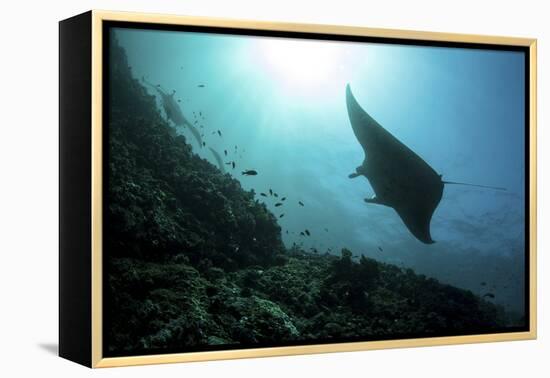 A Manta Ray Swims Through a Current-Swept Channel in Indonesia-Stocktrek Images-Framed Premier Image Canvas