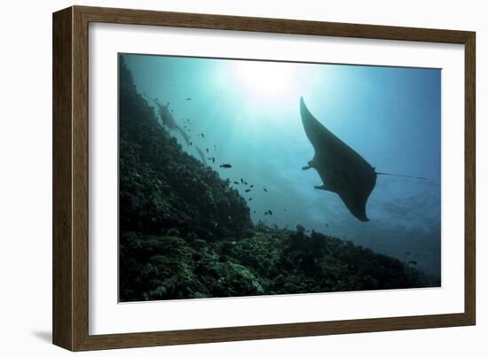 A Manta Ray Swims Through a Current-Swept Channel in Indonesia-Stocktrek Images-Framed Photographic Print