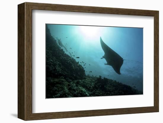 A Manta Ray Swims Through a Current-Swept Channel in Indonesia-Stocktrek Images-Framed Photographic Print