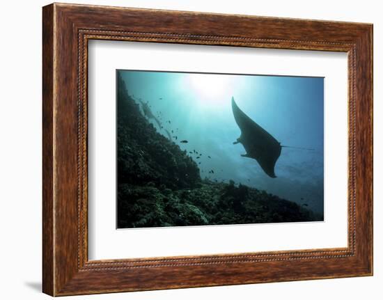 A Manta Ray Swims Through a Current-Swept Channel in Indonesia-Stocktrek Images-Framed Photographic Print