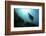 A Manta Ray Swims Through a Current-Swept Channel in Indonesia-Stocktrek Images-Framed Photographic Print