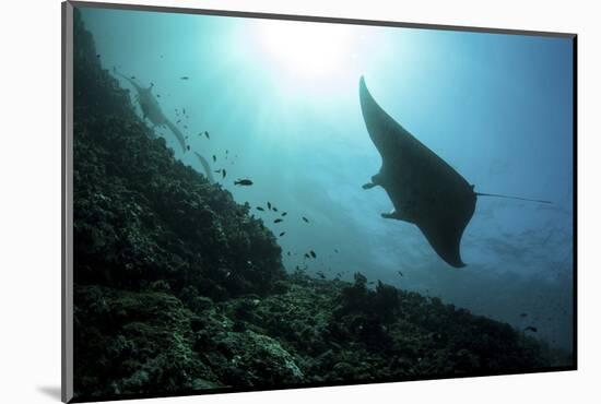 A Manta Ray Swims Through a Current-Swept Channel in Indonesia-Stocktrek Images-Mounted Photographic Print