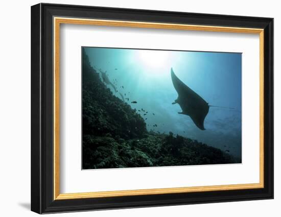 A Manta Ray Swims Through a Current-Swept Channel in Indonesia-Stocktrek Images-Framed Photographic Print