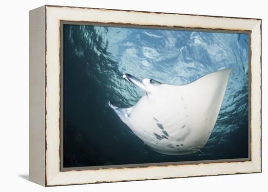 A Manta Ray Swims Through Shallow Water in the Tropical Pacific Ocean-Stocktrek Images-Framed Premier Image Canvas