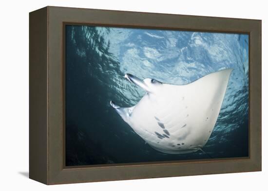 A Manta Ray Swims Through Shallow Water in the Tropical Pacific Ocean-Stocktrek Images-Framed Premier Image Canvas