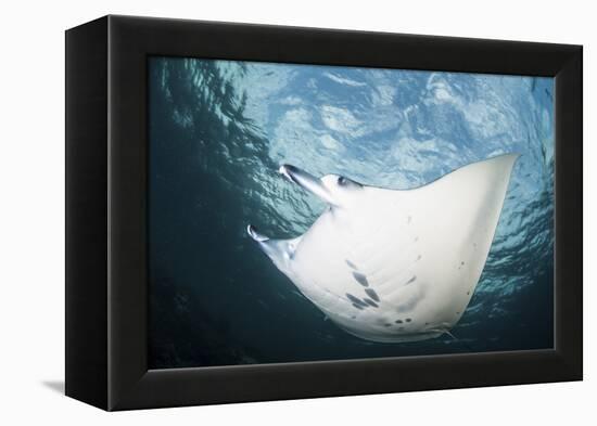 A Manta Ray Swims Through Shallow Water in the Tropical Pacific Ocean-Stocktrek Images-Framed Premier Image Canvas