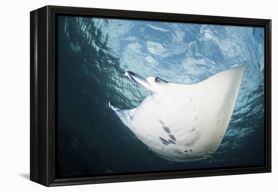 A Manta Ray Swims Through Shallow Water in the Tropical Pacific Ocean-Stocktrek Images-Framed Premier Image Canvas