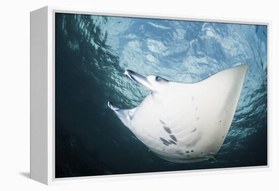 A Manta Ray Swims Through Shallow Water in the Tropical Pacific Ocean-Stocktrek Images-Framed Premier Image Canvas