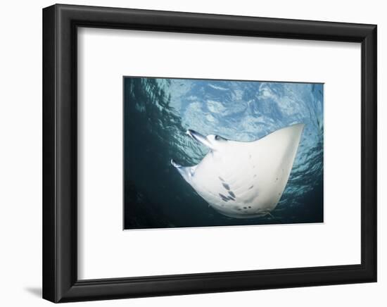 A Manta Ray Swims Through Shallow Water in the Tropical Pacific Ocean-Stocktrek Images-Framed Photographic Print