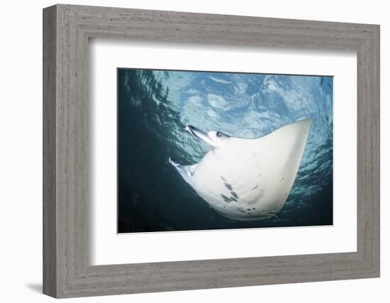 A Manta Ray Swims Through Shallow Water in the Tropical Pacific Ocean-Stocktrek Images-Framed Photographic Print
