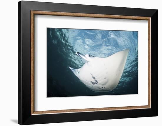 A Manta Ray Swims Through Shallow Water in the Tropical Pacific Ocean-Stocktrek Images-Framed Photographic Print