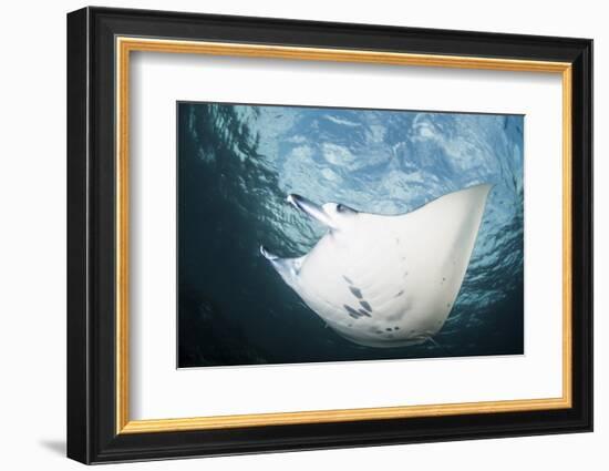 A Manta Ray Swims Through Shallow Water in the Tropical Pacific Ocean-Stocktrek Images-Framed Photographic Print