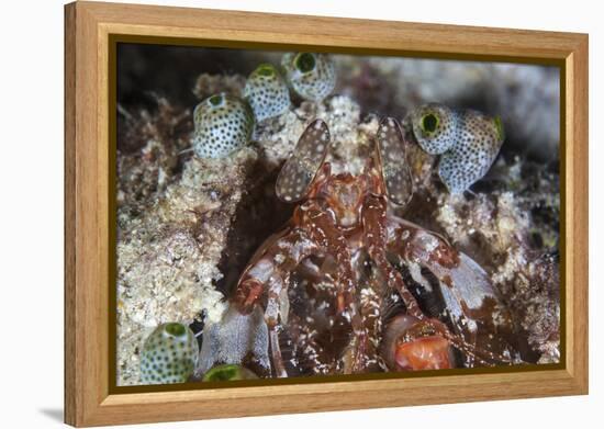 A Mantis Shrimp Peers Out of its Lair on a Reef in Indonesia-Stocktrek Images-Framed Premier Image Canvas