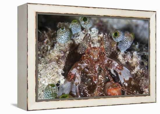 A Mantis Shrimp Peers Out of its Lair on a Reef in Indonesia-Stocktrek Images-Framed Premier Image Canvas