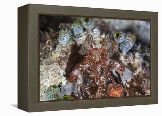 A Mantis Shrimp Peers Out of its Lair on a Reef in Indonesia-Stocktrek Images-Framed Premier Image Canvas