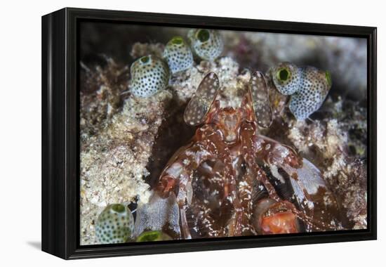 A Mantis Shrimp Peers Out of its Lair on a Reef in Indonesia-Stocktrek Images-Framed Premier Image Canvas