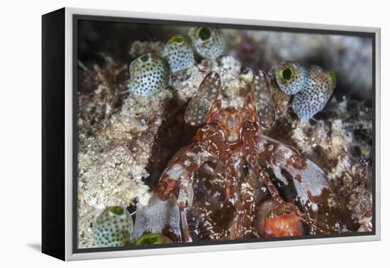 A Mantis Shrimp Peers Out of its Lair on a Reef in Indonesia-Stocktrek Images-Framed Premier Image Canvas