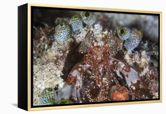 A Mantis Shrimp Peers Out of its Lair on a Reef in Indonesia-Stocktrek Images-Framed Premier Image Canvas