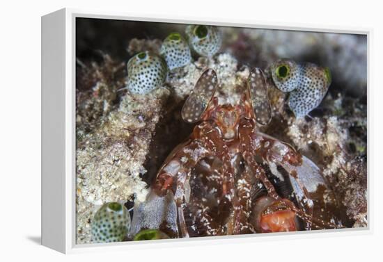 A Mantis Shrimp Peers Out of its Lair on a Reef in Indonesia-Stocktrek Images-Framed Premier Image Canvas