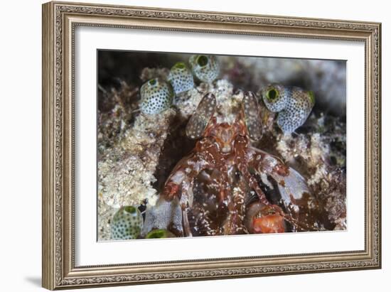 A Mantis Shrimp Peers Out of its Lair on a Reef in Indonesia-Stocktrek Images-Framed Photographic Print