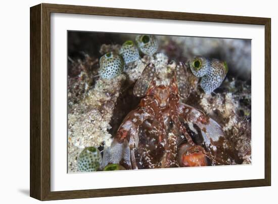 A Mantis Shrimp Peers Out of its Lair on a Reef in Indonesia-Stocktrek Images-Framed Photographic Print