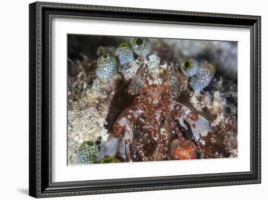 A Mantis Shrimp Peers Out of its Lair on a Reef in Indonesia-Stocktrek Images-Framed Photographic Print