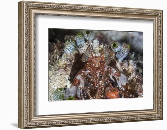 A Mantis Shrimp Peers Out of its Lair on a Reef in Indonesia-Stocktrek Images-Framed Photographic Print