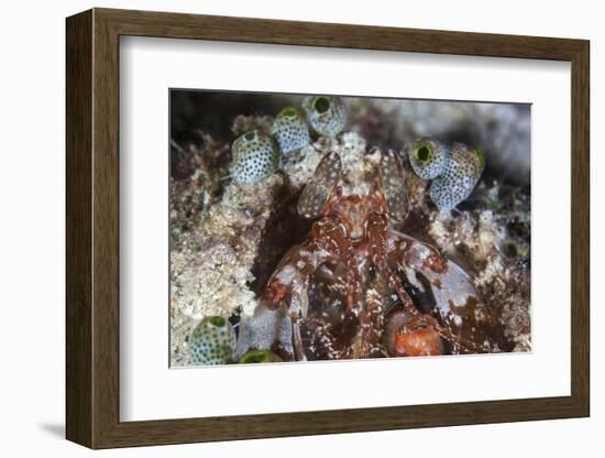 A Mantis Shrimp Peers Out of its Lair on a Reef in Indonesia-Stocktrek Images-Framed Photographic Print